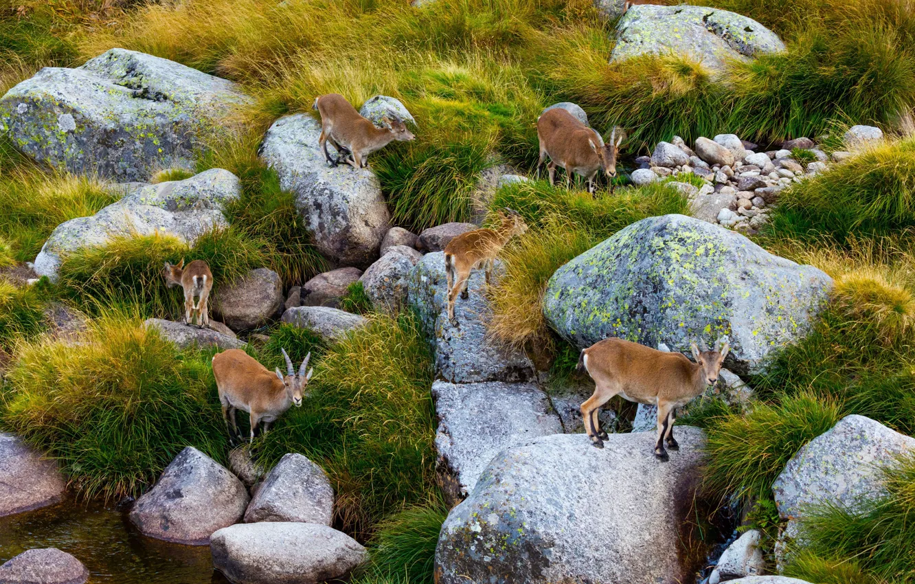 Photo wallpaper stones, Spain, the herd, Sierra de Gredos, pyrenean goat