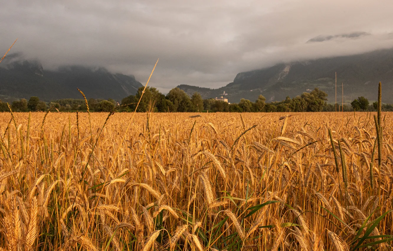 Photo wallpaper field, forest, summer, mountains, clouds, fog, overcast, rye
