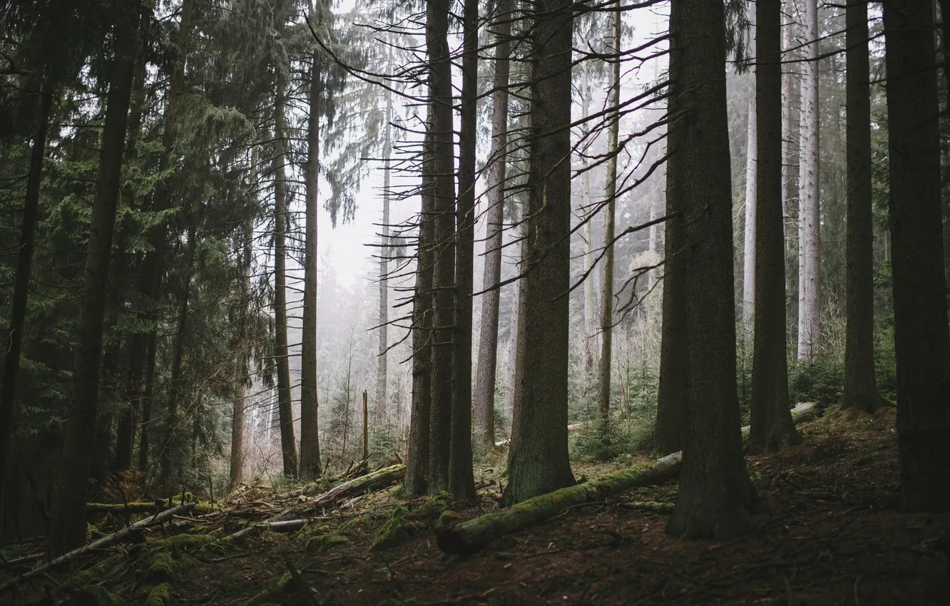 Photo wallpaper forest, trees, nature