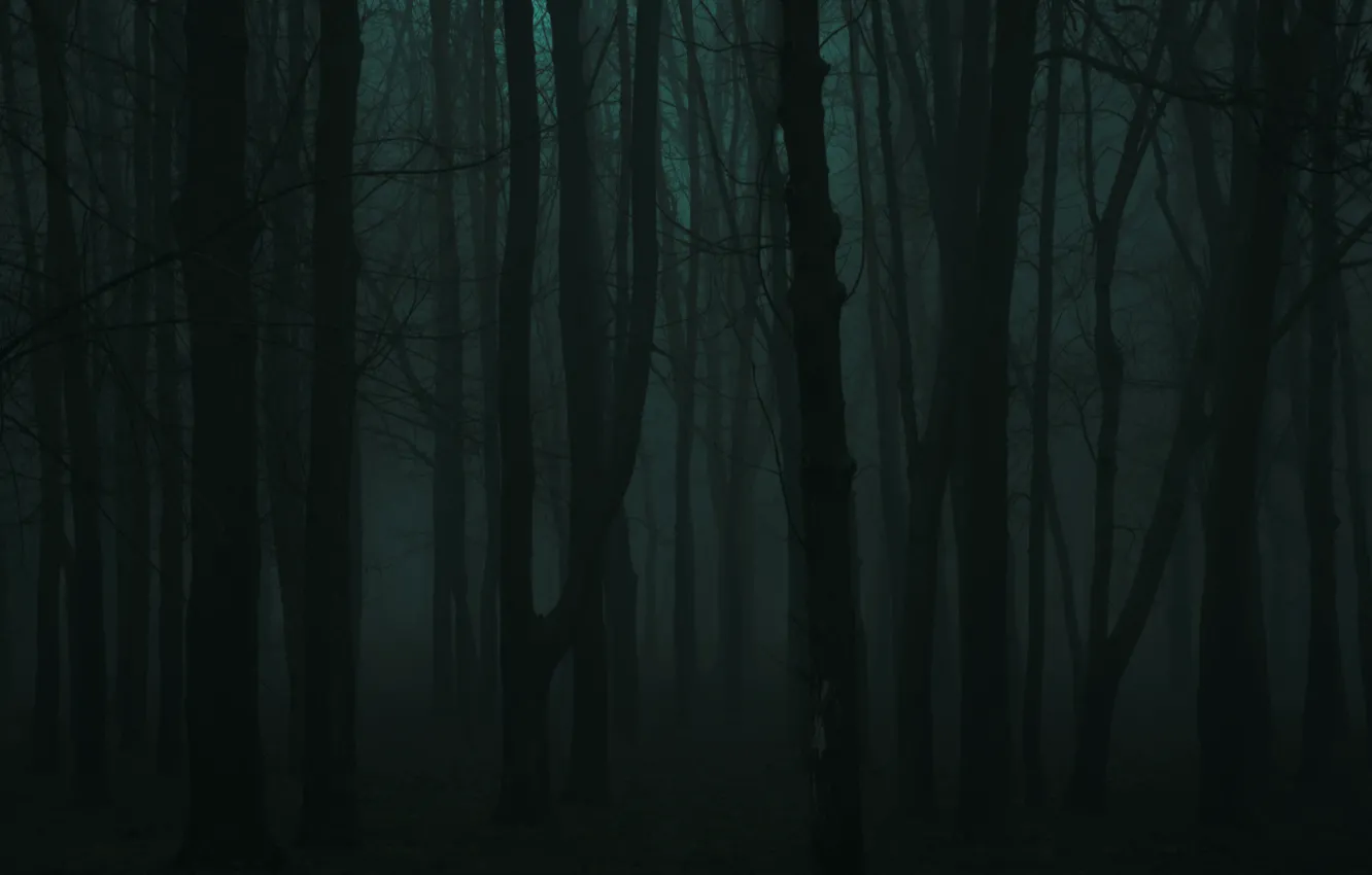Photo wallpaper forest, trees, nature, fog