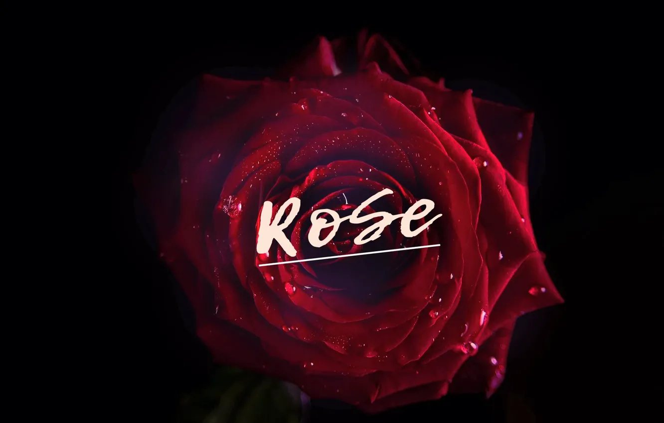 Photo wallpaper rose, rose, rose red, art by Andron
