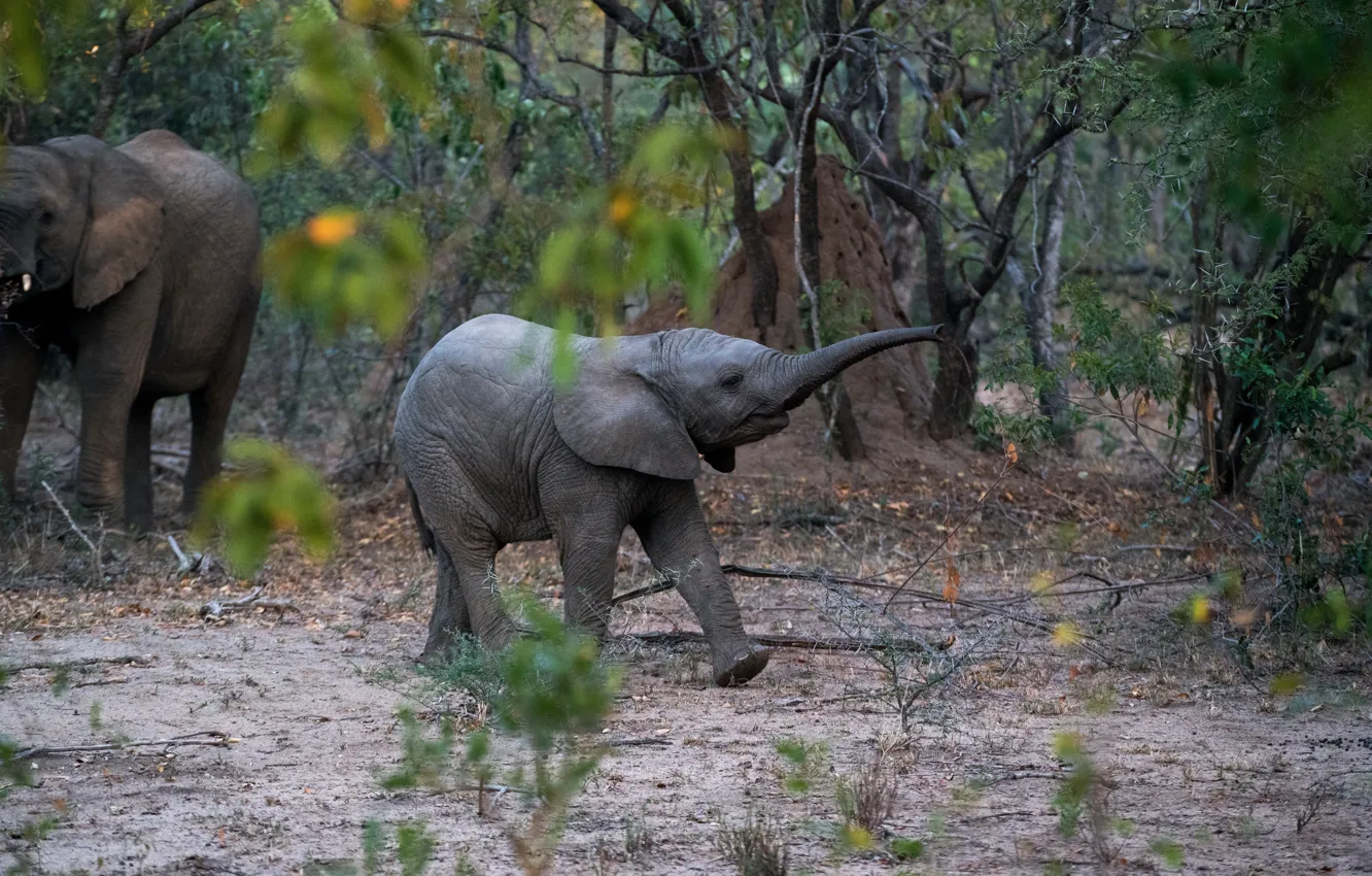Photo wallpaper nature, elephant, cub, elephant