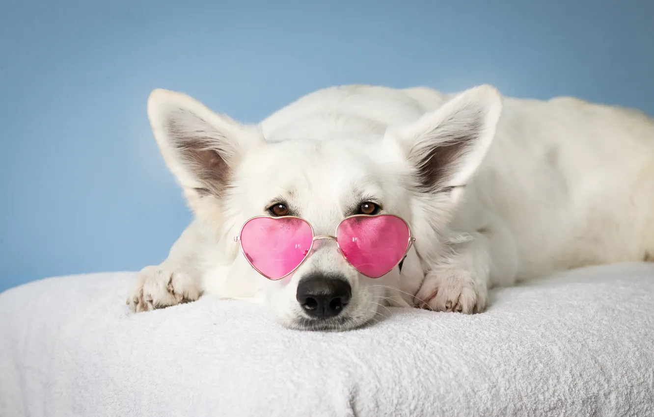 Photo wallpaper white, dog, glasses, lies, pink, dog, dog, dog