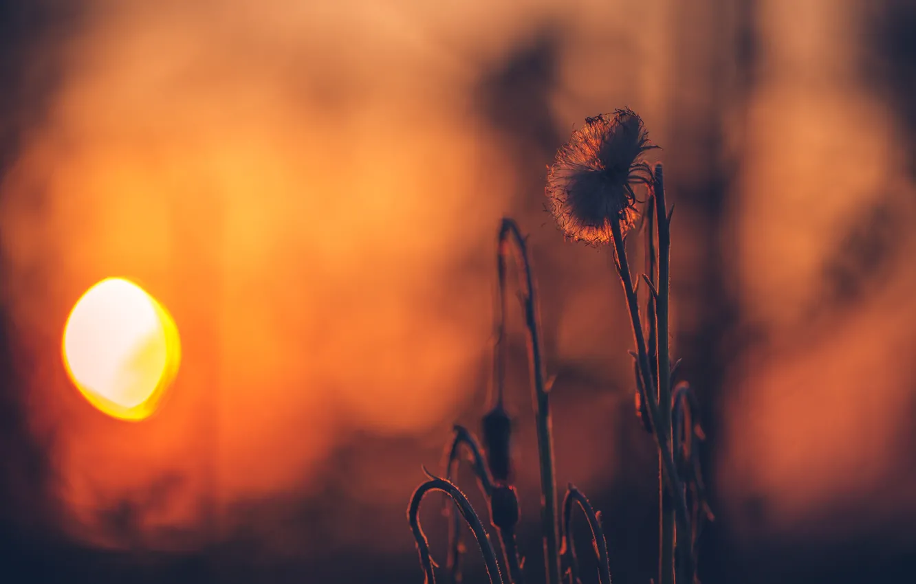 Photo wallpaper the sun, sunset, sunset, a blade of grass, bokeh, Sunset, ☀
