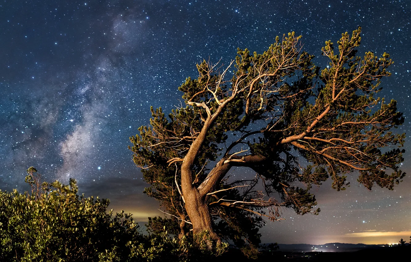 Photo wallpaper night, tree, pine, starry sky