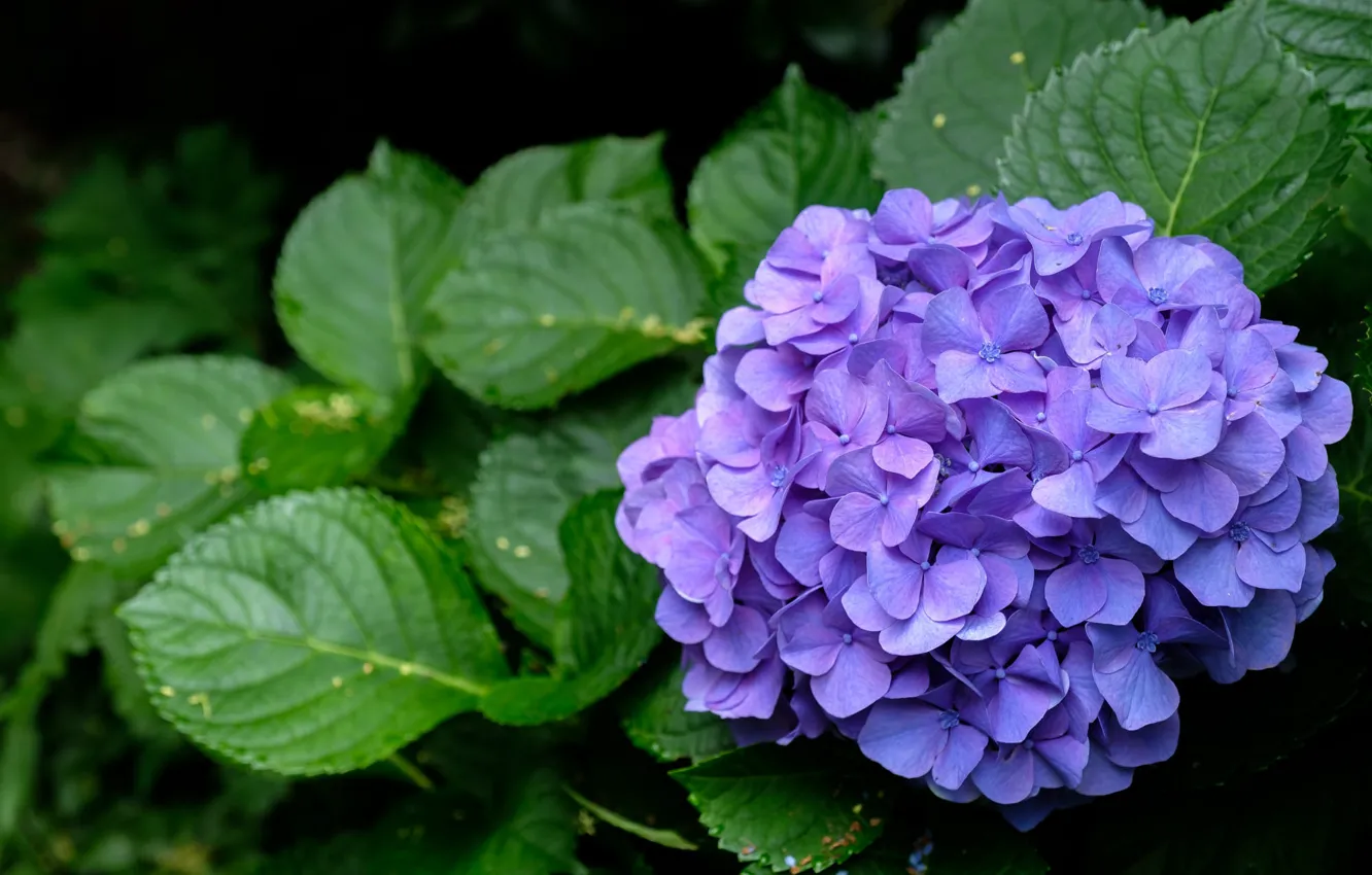 Photo wallpaper leaves, flowers, branches, flowering, lilac, hydrangea