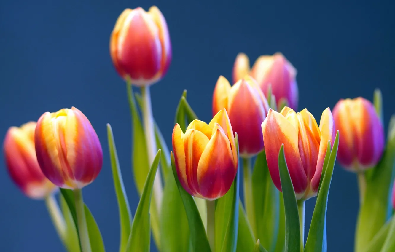 Photo wallpaper flowers, orange, red, bouquet, spring, tulips, blue background, bokeh
