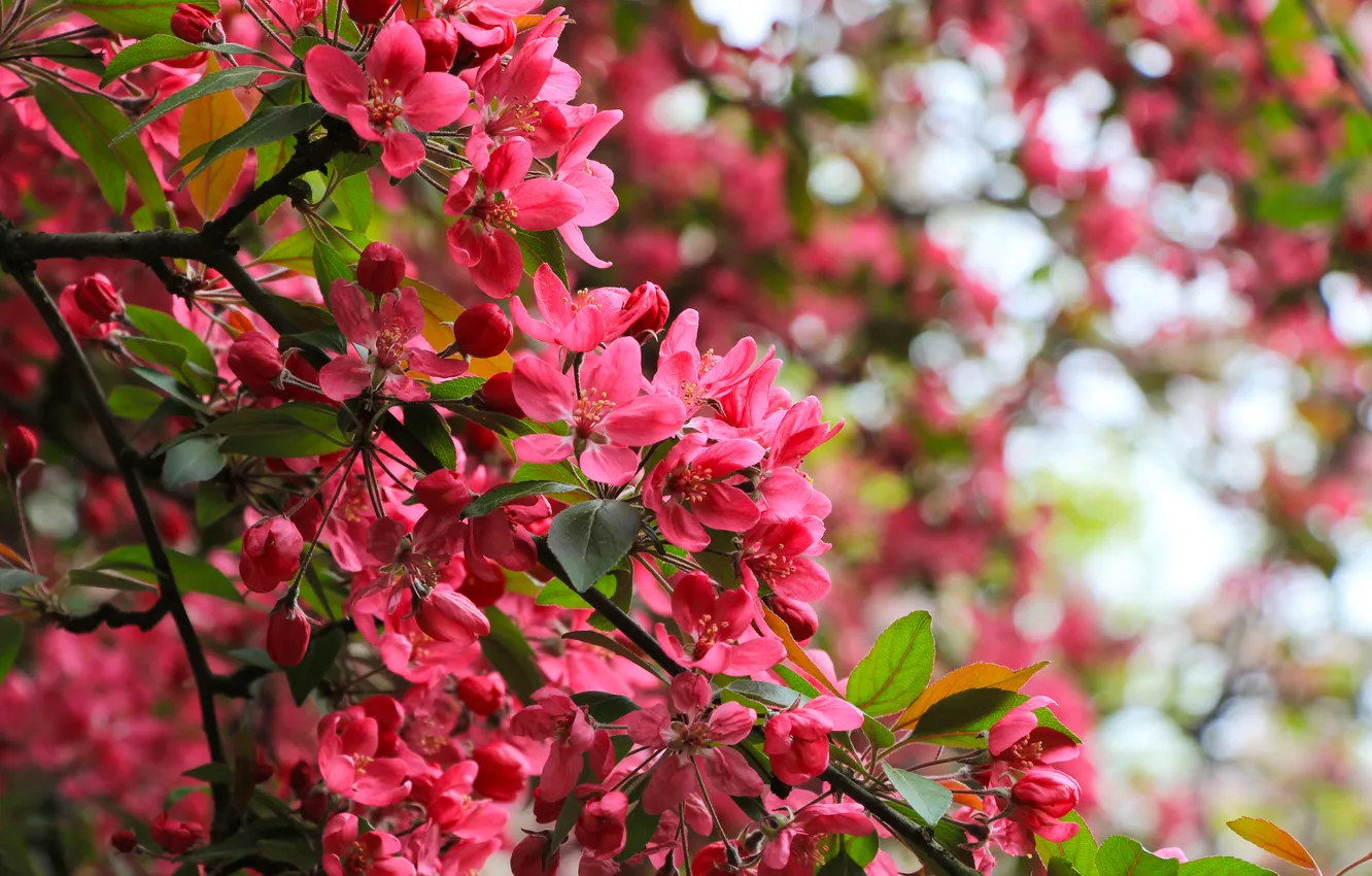 Photo wallpaper flower, pink, spring, twig