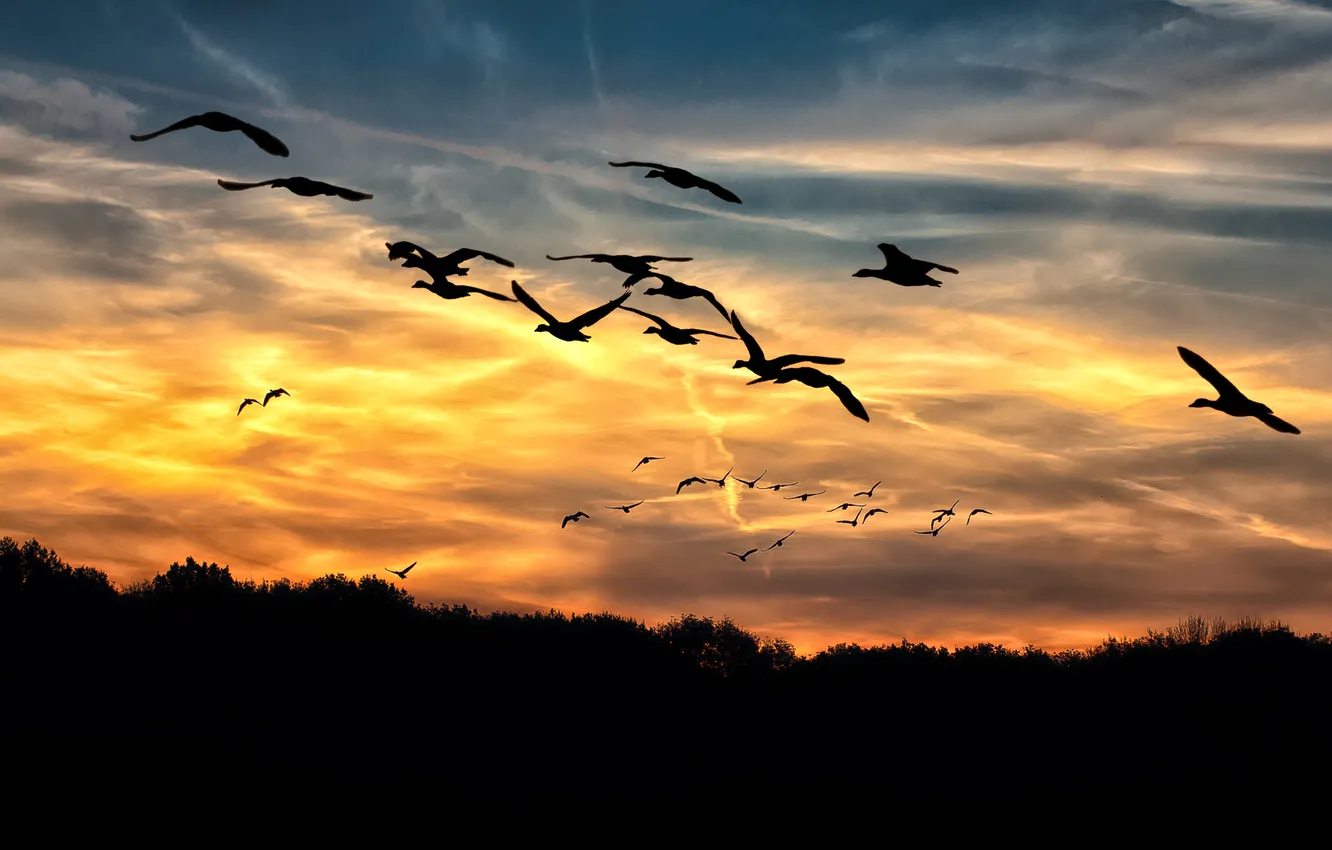 Photo wallpaper the sky, clouds, flight, landscape, nature, animal, horizon, a flock of birds
