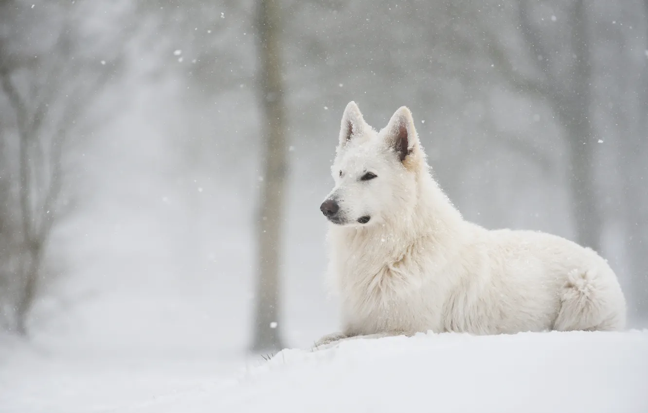 Photo wallpaper winter, forest, snow, dog, lies, snowfall, Swiss shepherd dog