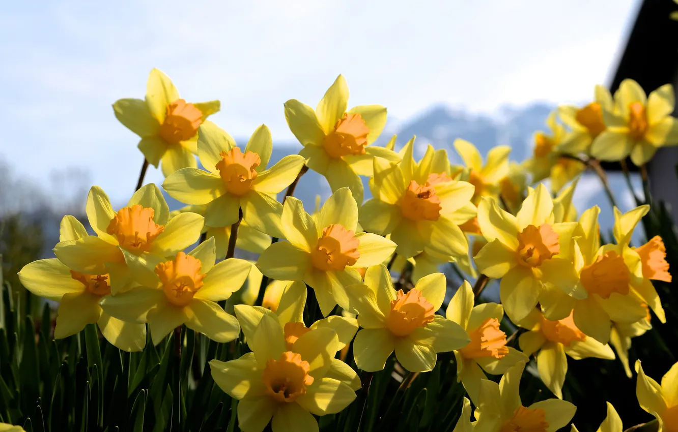 Photo wallpaper flowers, yellow, spring, Sunny, a lot, daffodils