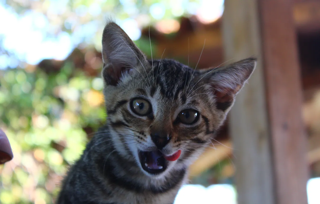 Photo wallpaper language, eyes, Koshak, Tomcat