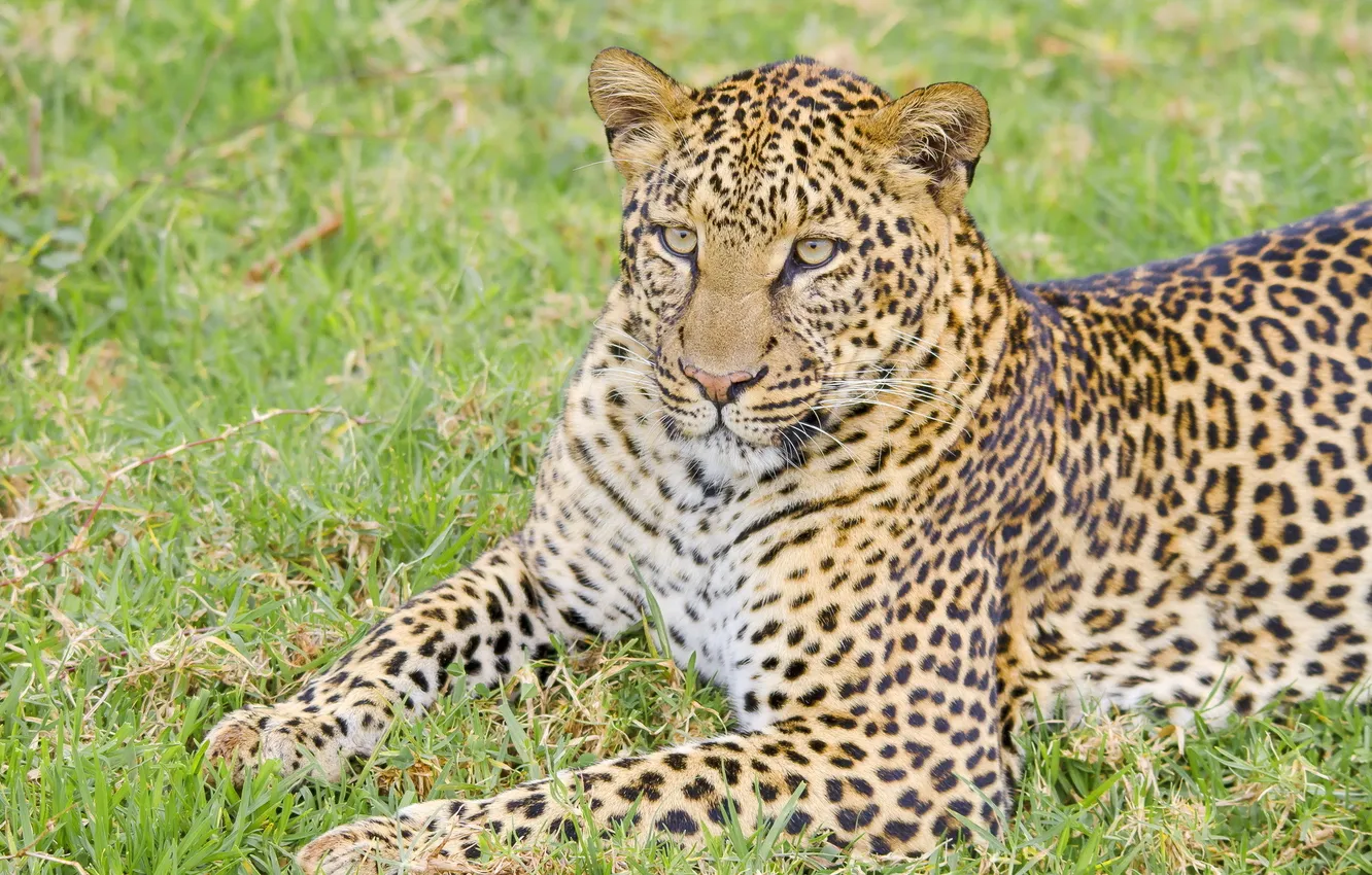 Photo wallpaper look, stay, predator, leopard, Savannah