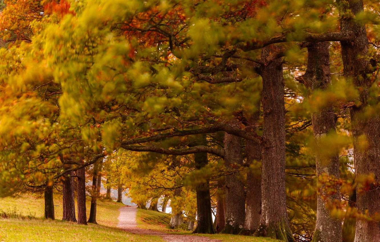 Photo wallpaper autumn, forest, trees, Park, path