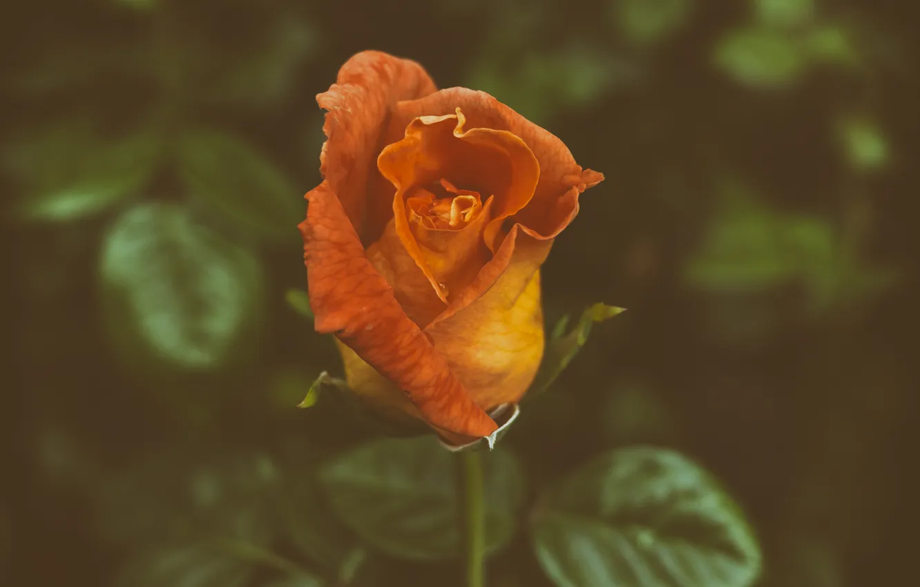 Photo wallpaper flower, orange, rose, petals