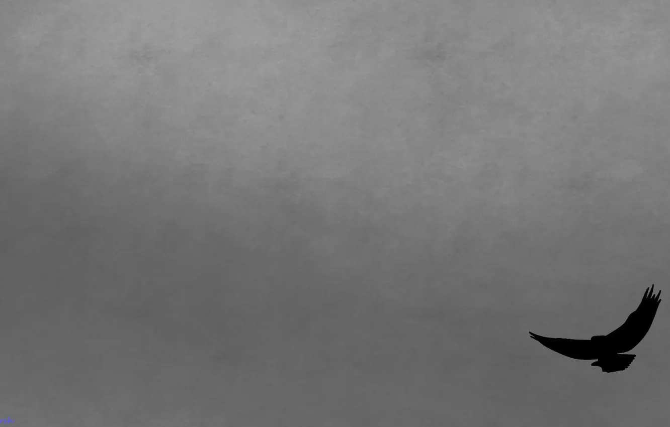 Photo wallpaper grey, background, minimalism, Raven, reve