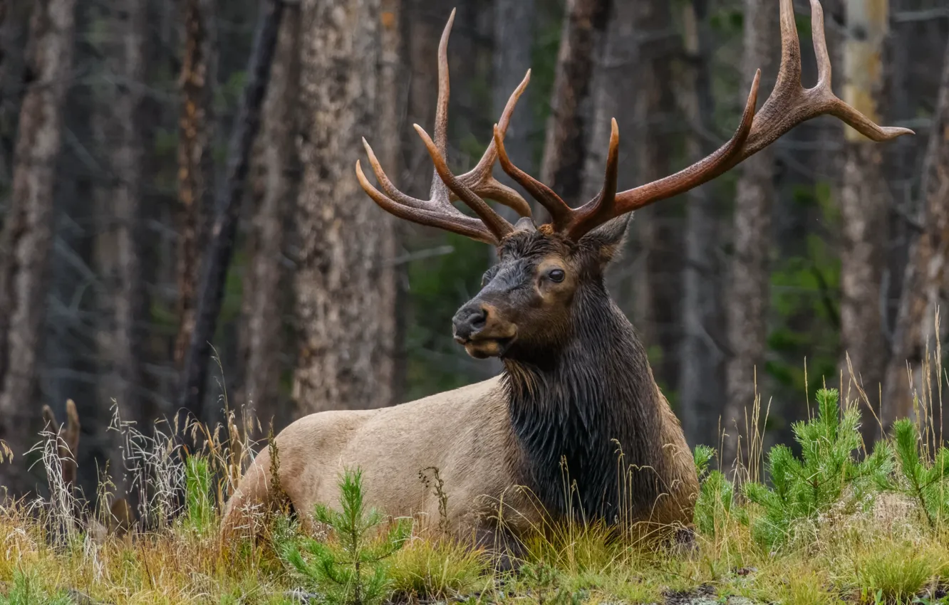 Photo wallpaper field, green grass, Bull, buck