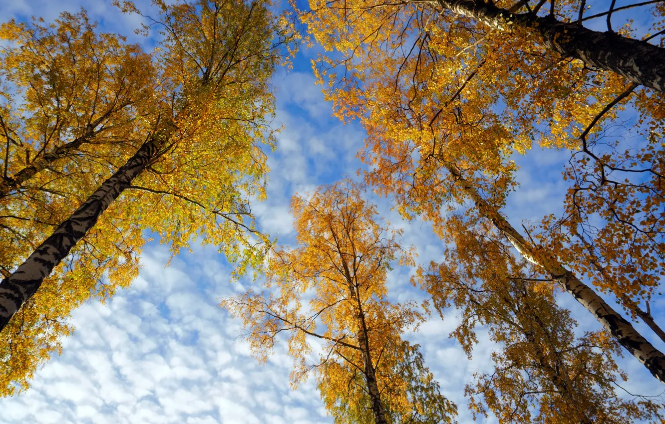 Photo wallpaper autumn, the sky, trees