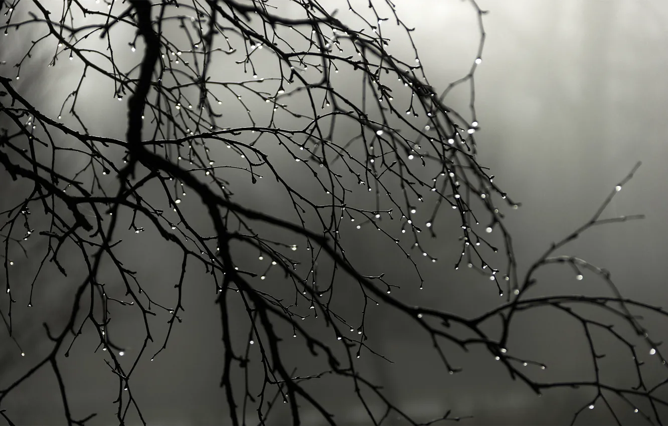 Photo wallpaper drops, fog, rain, branch