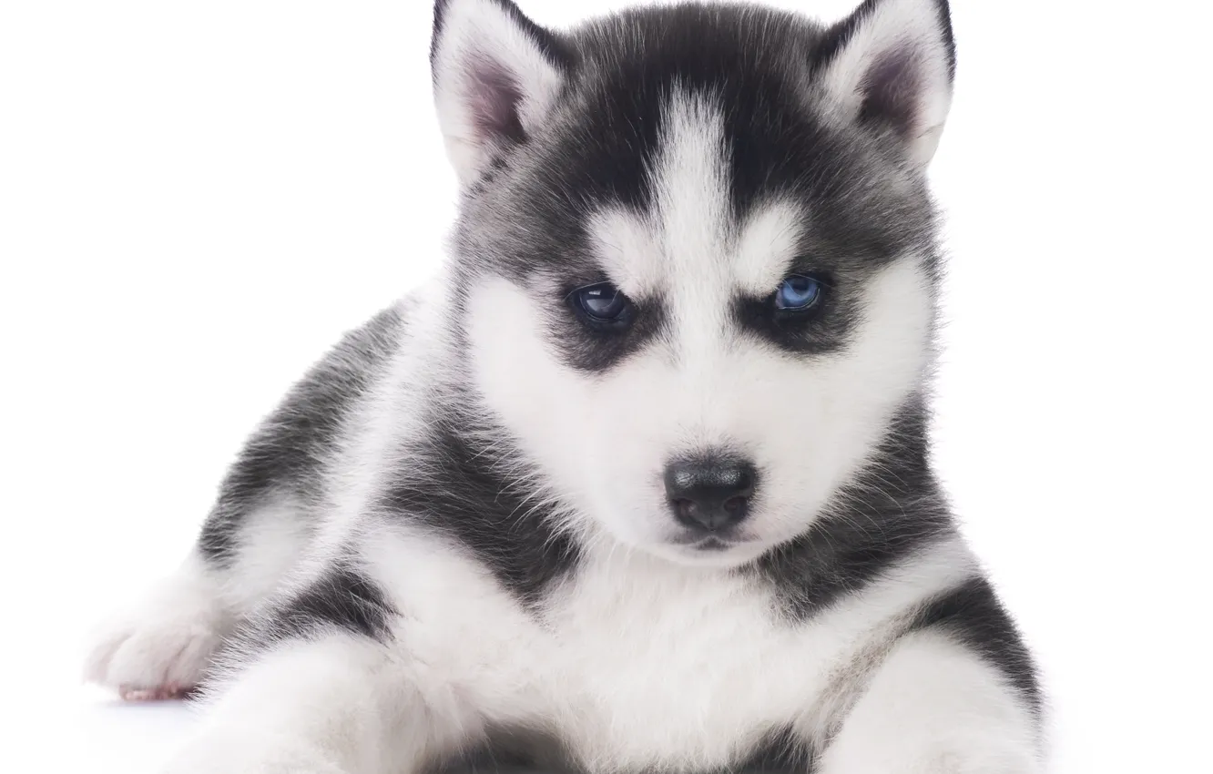 Photo wallpaper dog, puppy, husky