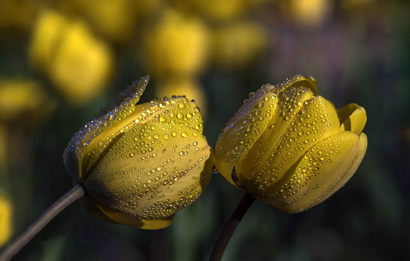 Photo wallpaper drops, yellow tulips, In the Rain together