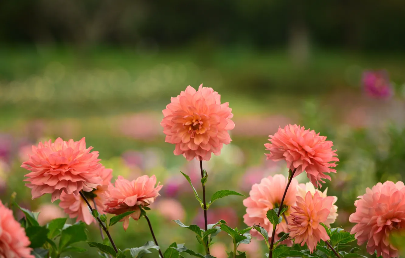 Photo wallpaper flowers, color, petals, flowering, dahlias