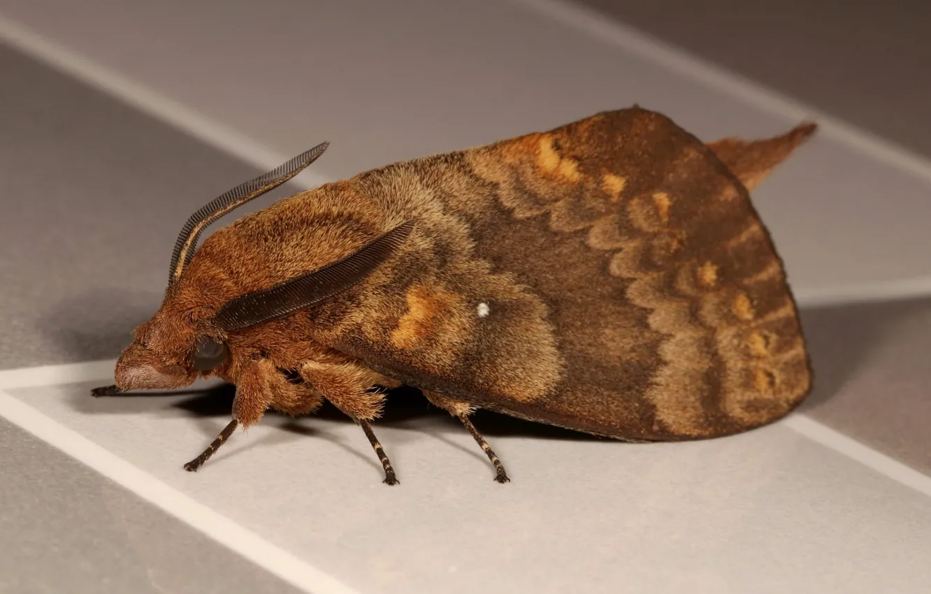 Photo wallpaper macro, tile, moth, mol