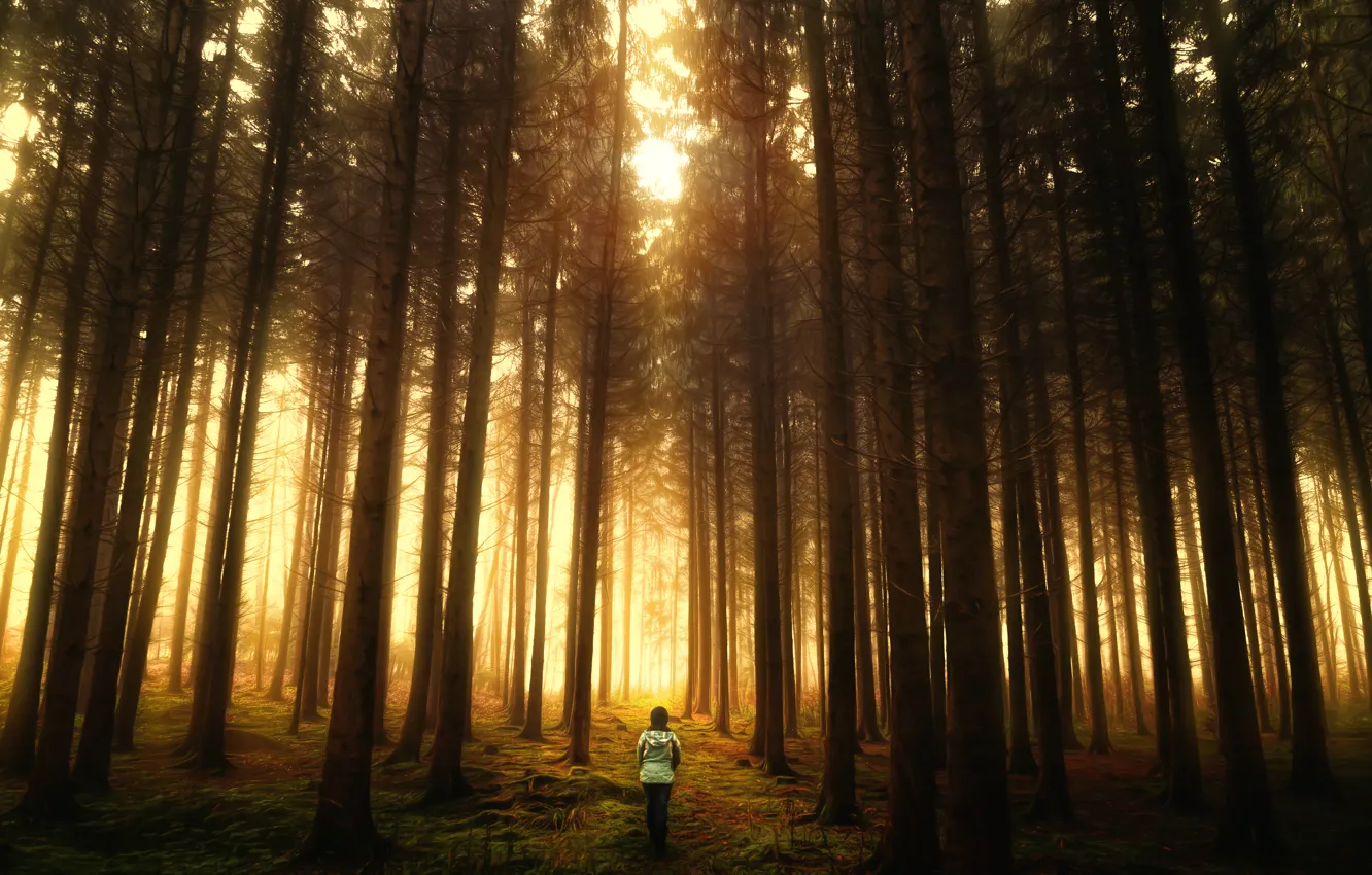 Photo wallpaper forest, treatment, Misty Forest