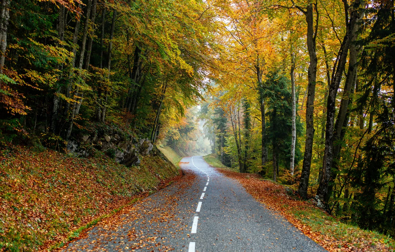 Photo wallpaper road, autumn, forest, leaves, trees, forest, road, park