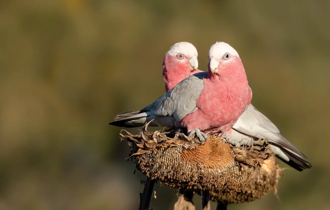 Photo wallpaper sunflowers, bird, two, parrot, pink, a couple, Gala, Pink cockatoo