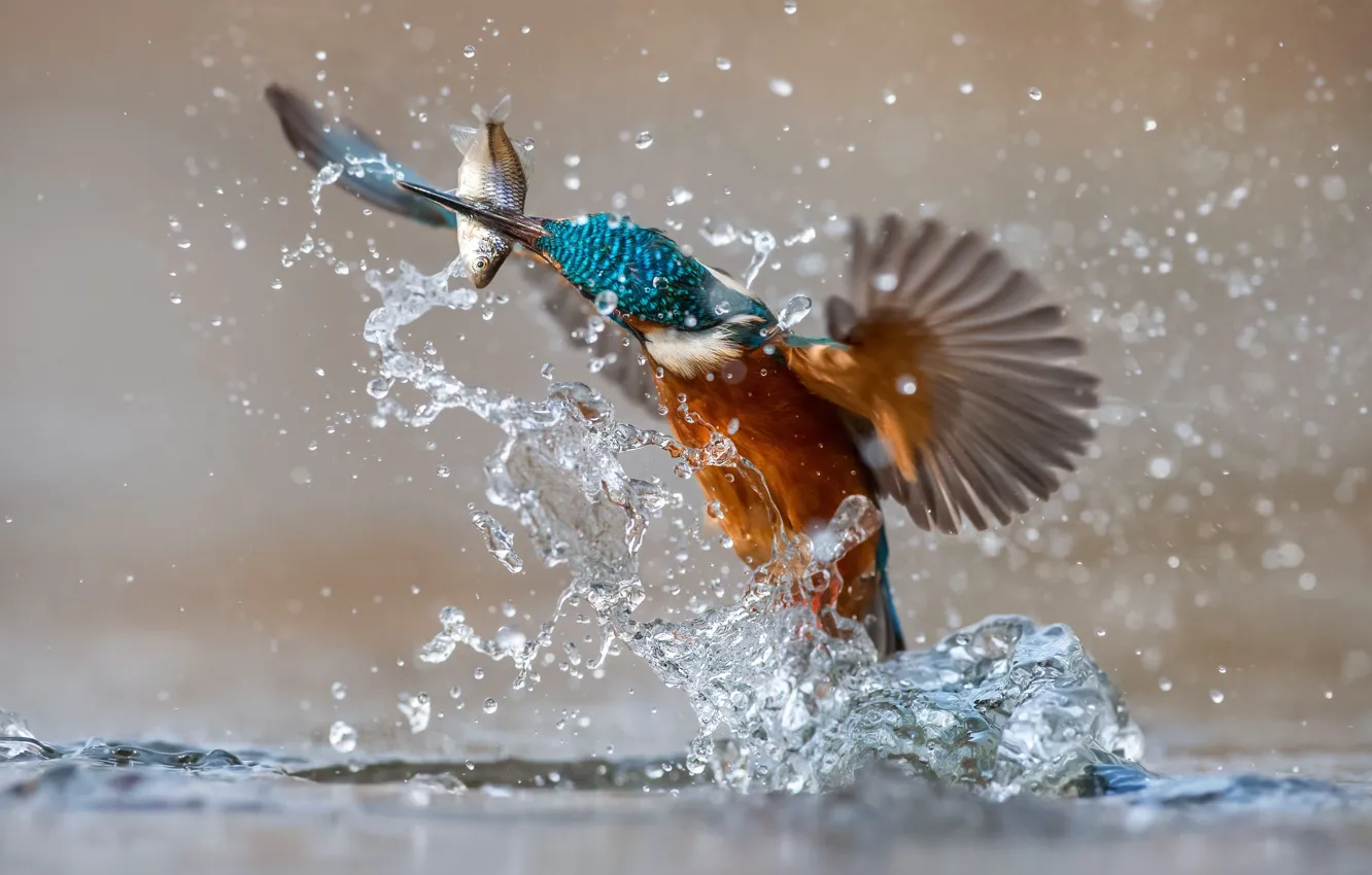 Photo wallpaper water, squirt, bird, fish, Kingfisher, kingfisher, catch