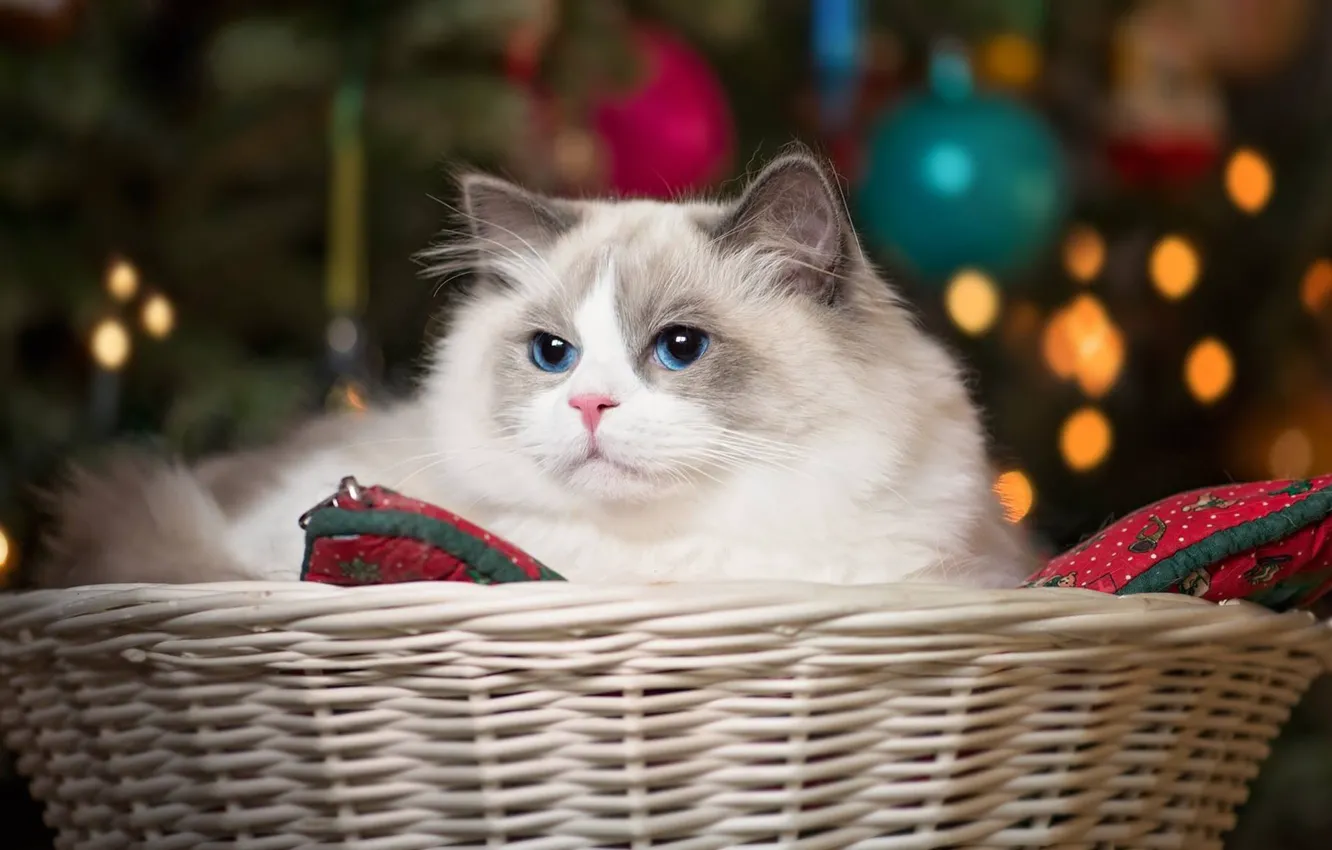 Photo wallpaper cat, basket, beauty, blue eyes, Ragdoll