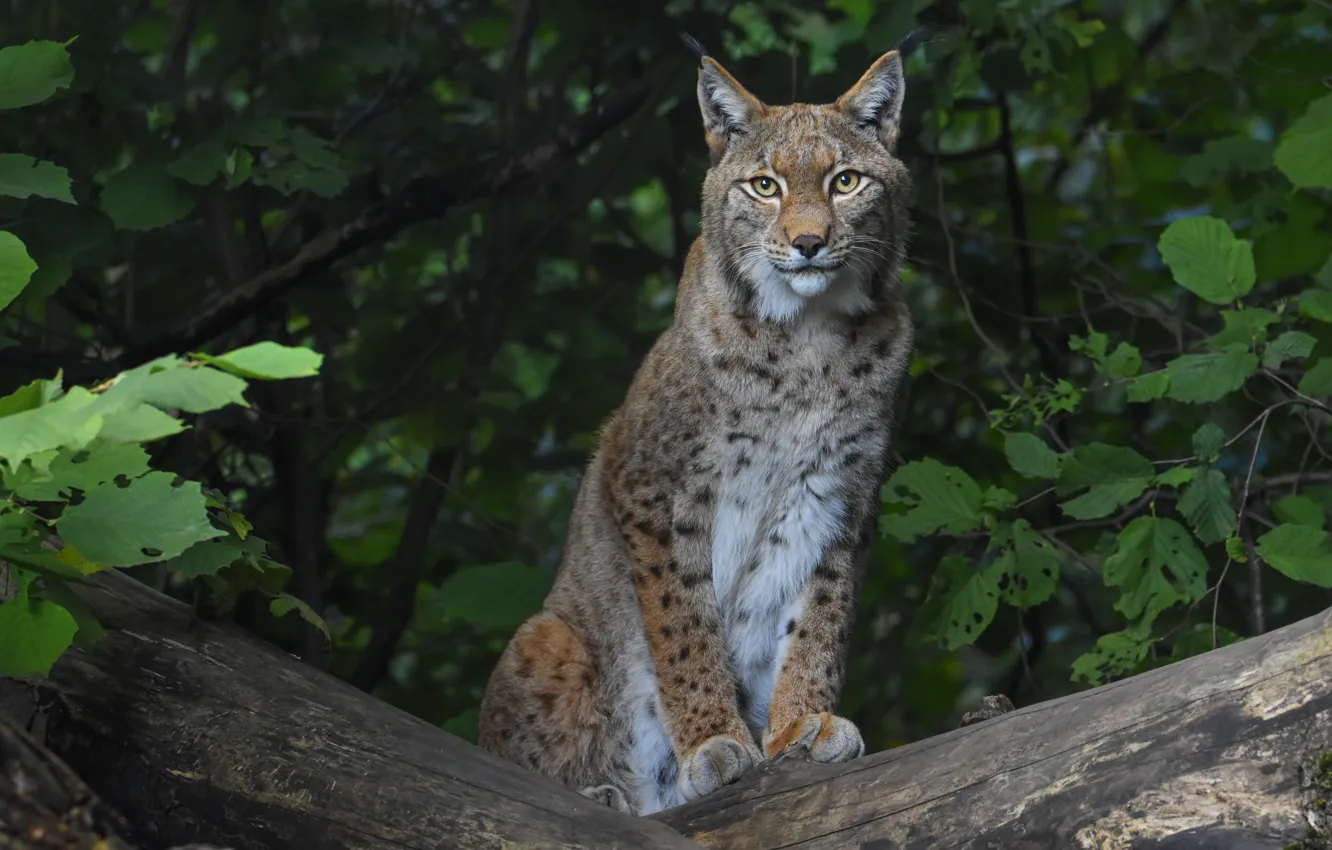 Photo wallpaper forest, look, branches, foliage, log, lynx, sitting