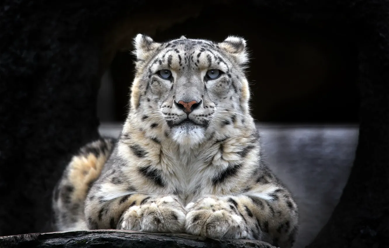 Photo wallpaper look, Wallpaper, IRBIS, snow leopard