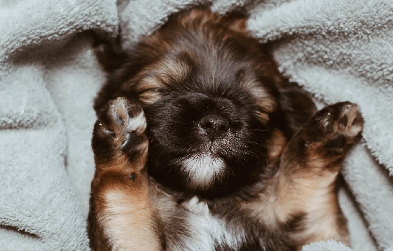 Photo wallpaper face, legs, dog, blanket, sleeping, puppy