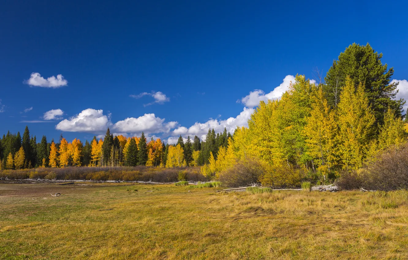 Photo wallpaper autumn, forest, trees, glade, USA, Wyoming, the bushes, national Park