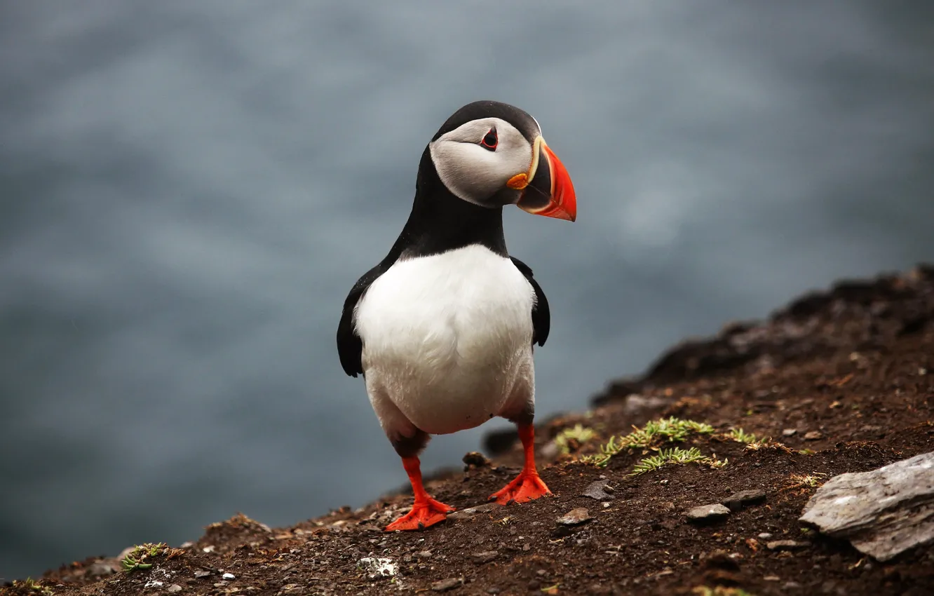 Photo wallpaper nature, bird, shore, stalled, pond, cute