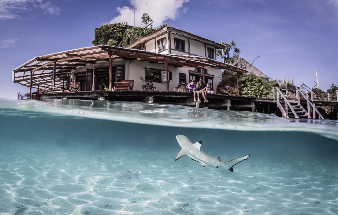 Photo wallpaper water, transparency, fish, resort, Laguna, Indonesia, Cross-Ampat, tiger, blue shark