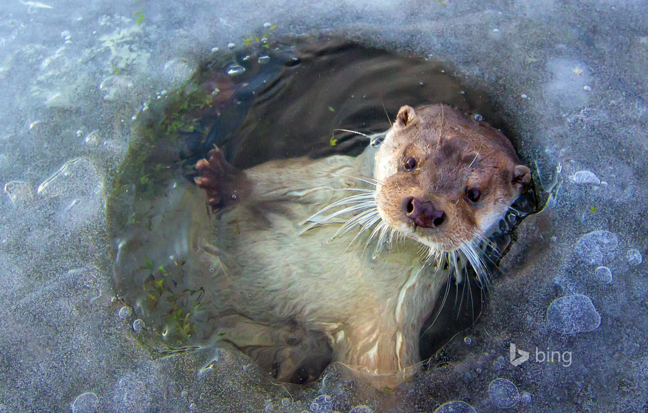 Photo wallpaper ice, Netherlands, otter, polynya, Lelystad