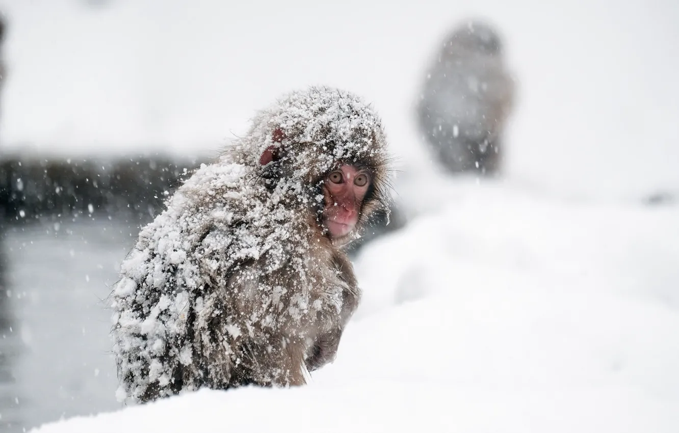 Photo wallpaper monkey, Japan, Nagano Prefecture, Yamanouchi-march