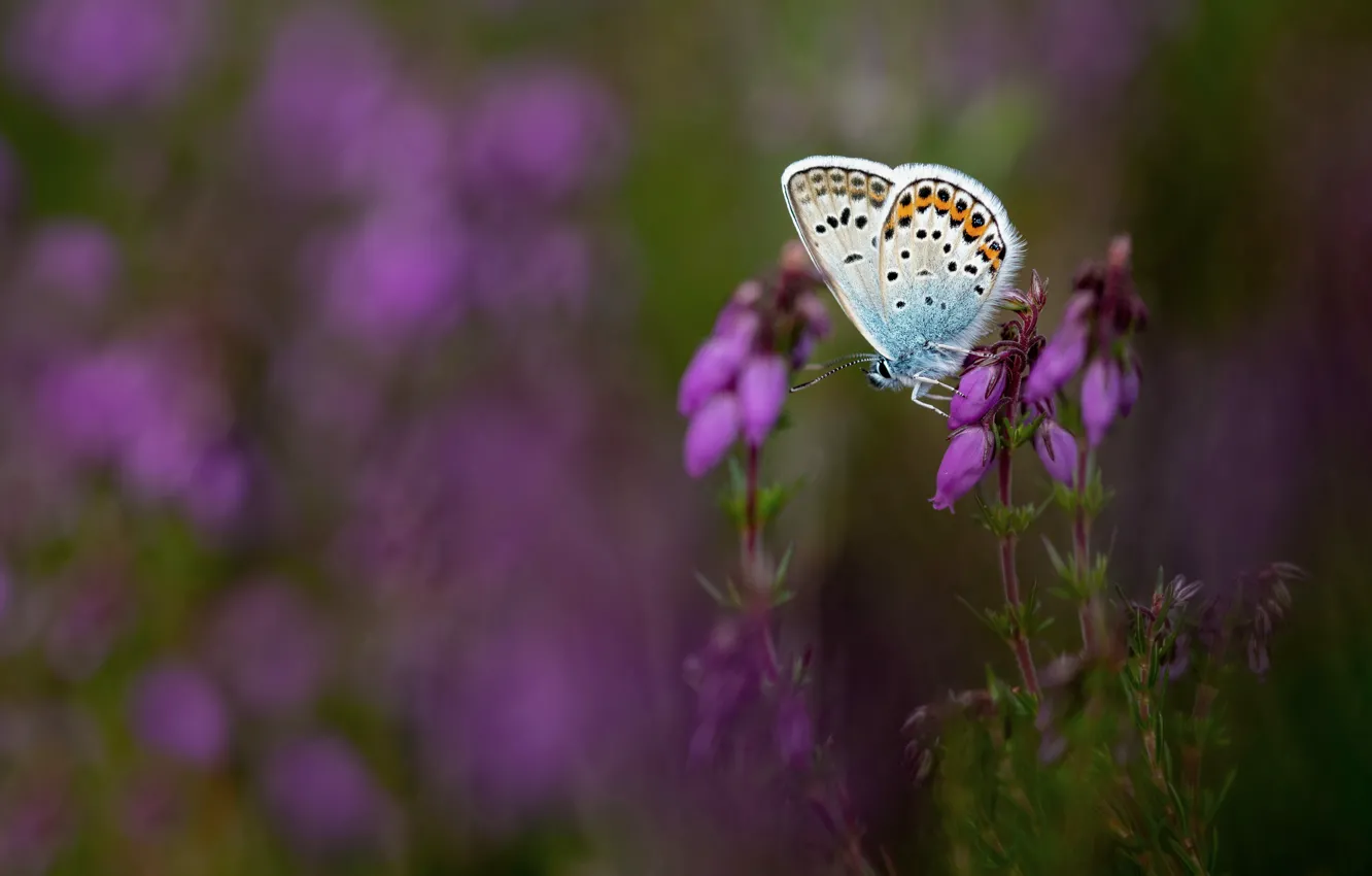 Photo wallpaper macro, flowers, nature, lilac, butterfly, glade, blurred background, Heather