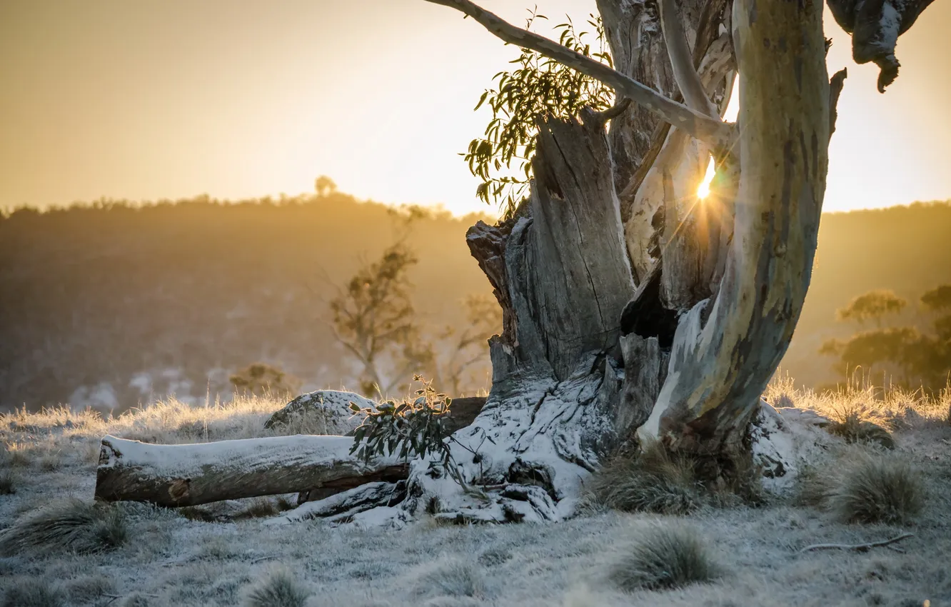Photo wallpaper light, trees, nature