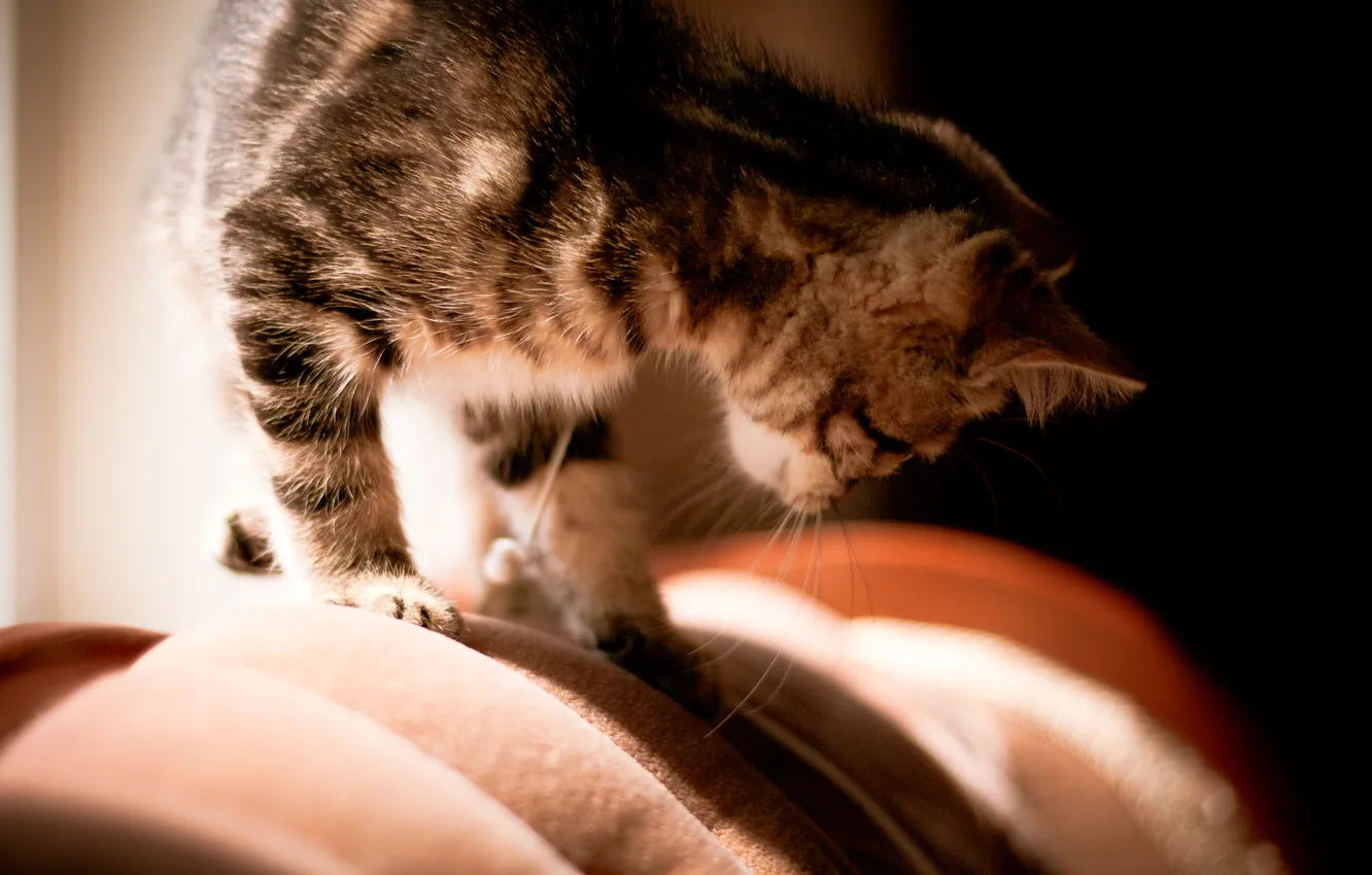 Photo wallpaper wool, color, kitty