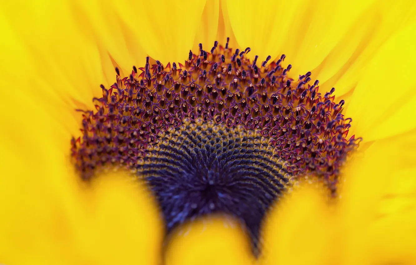 Photo wallpaper macro, sunflowers, flowers, the origin