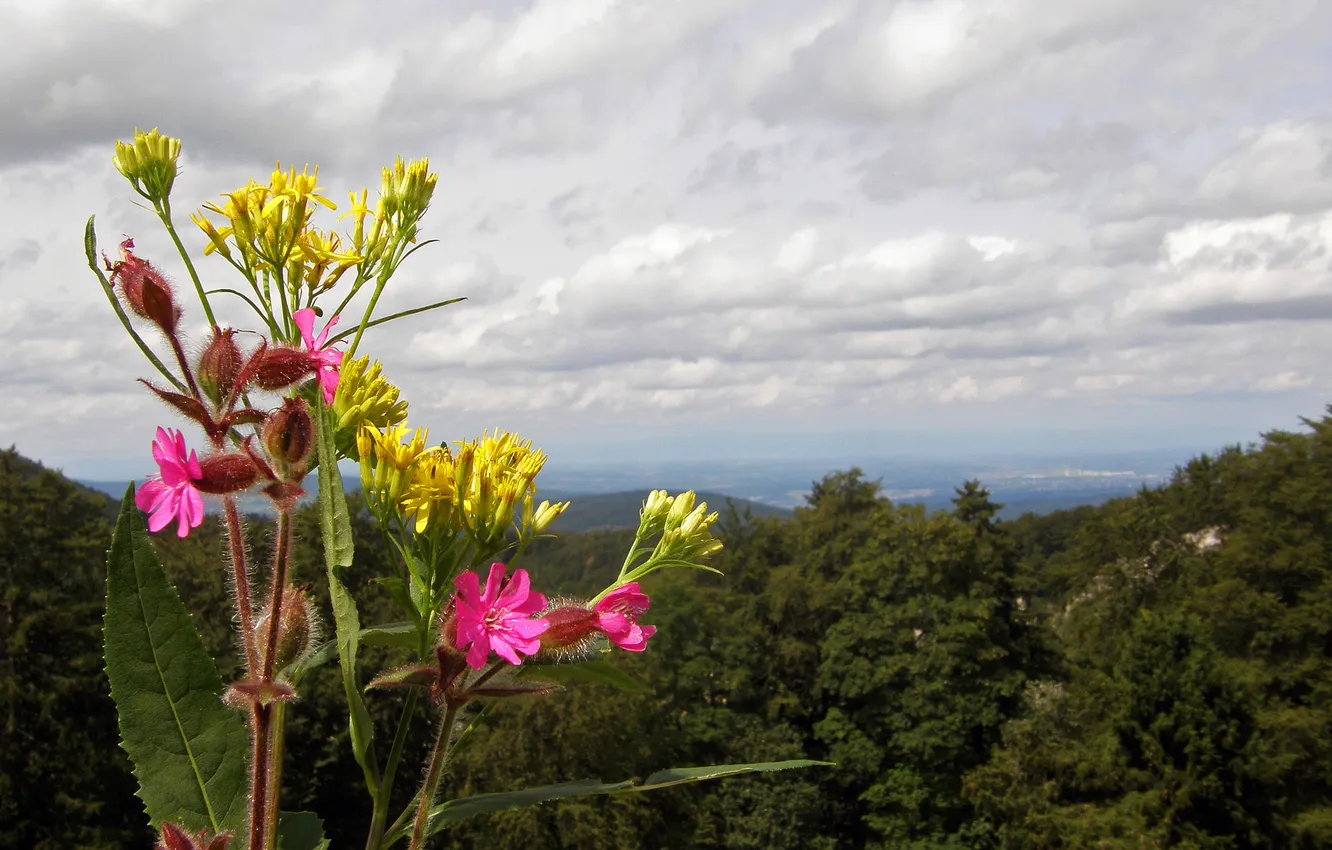 Photo wallpaper the sky, macro, trees, flowers