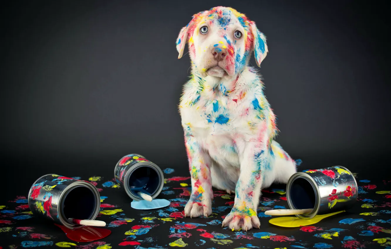 Photo wallpaper paint, Labrador, background, labrador, Retriever, dogs, retriever