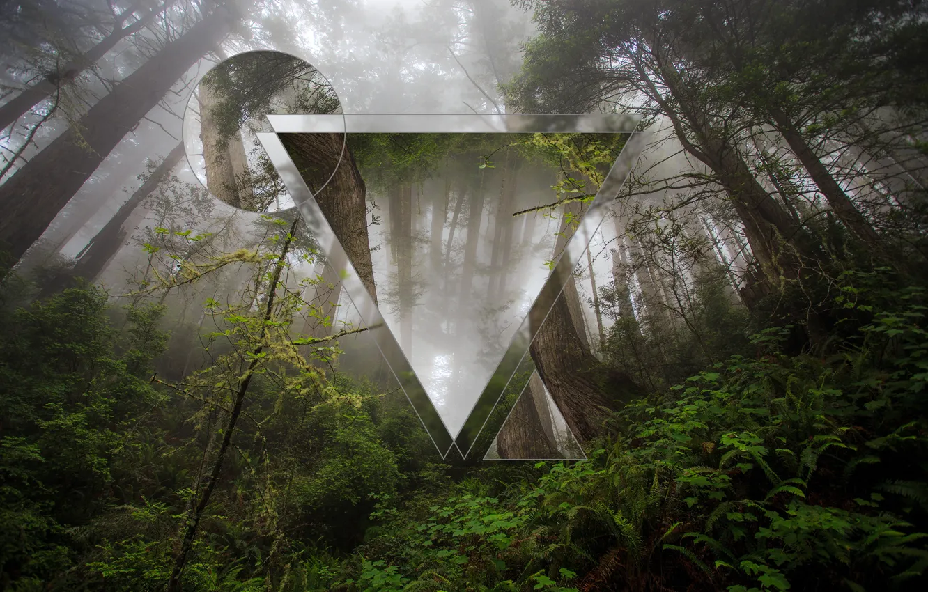 Photo wallpaper forest, triangle, Polyscape