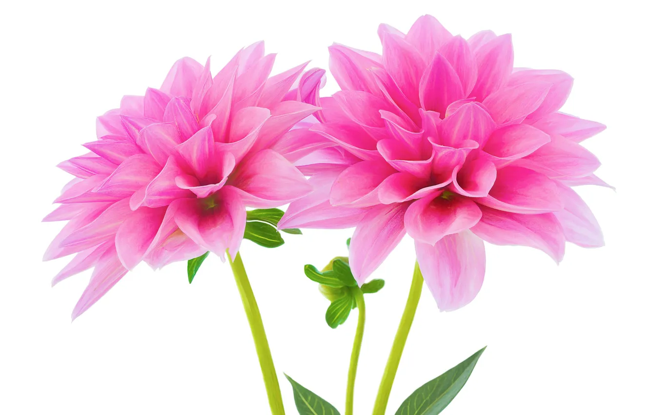 Photo wallpaper macro, pink, dahlias