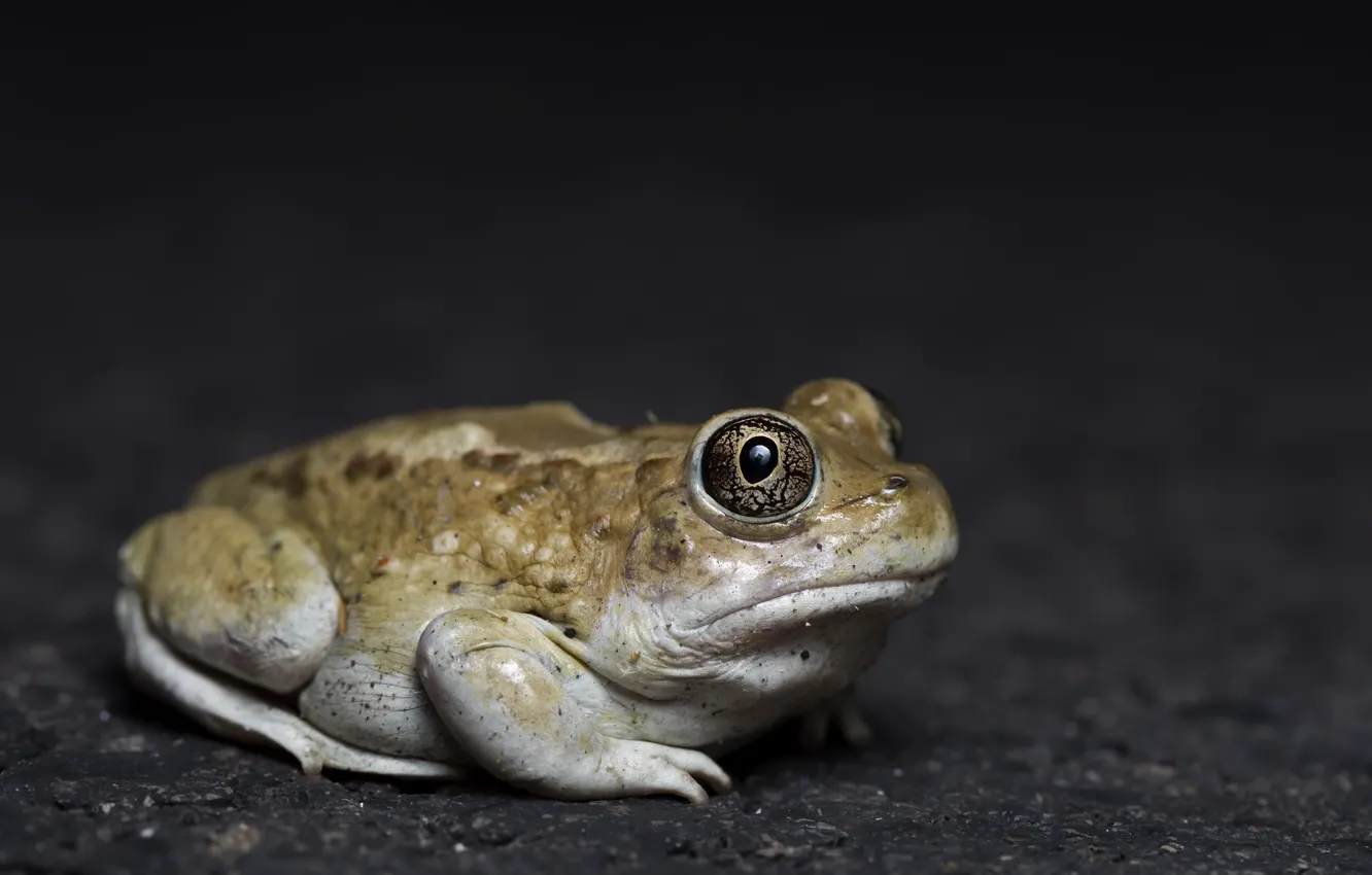 Photo wallpaper nature, frog, Great Basin Spadefoot Toad