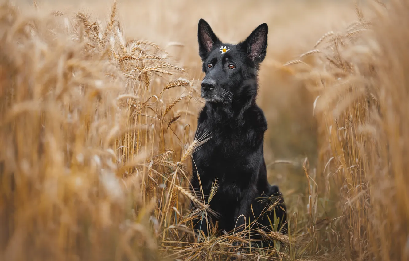 Photo wallpaper field, chamomile, dog, ears, German shepherd, Yana Narbutovich
